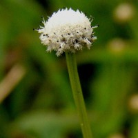 <i>Eriocaulon quinquangulare</i>  L.